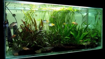 aquarium_care_03