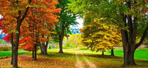 autumn trees